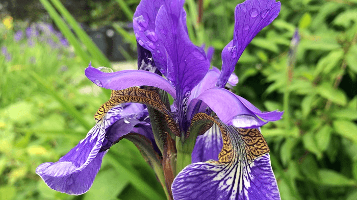 Gardens of the West Country with Glenis Smith 