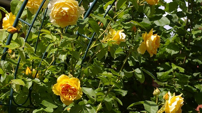 Roses Gardens of the West Country with Glenis Smith 