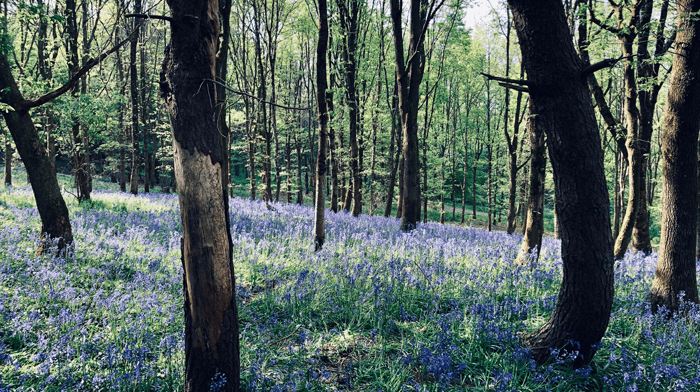 Special tours for Travel Trade in Bath, Bluebell woods