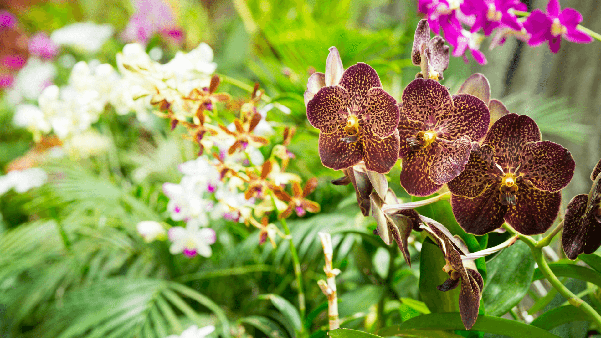 Sri Lanka Botanic Gardens Orchids