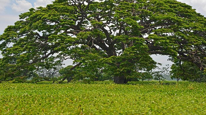 Sri Lanka Holiday to lush landscapes