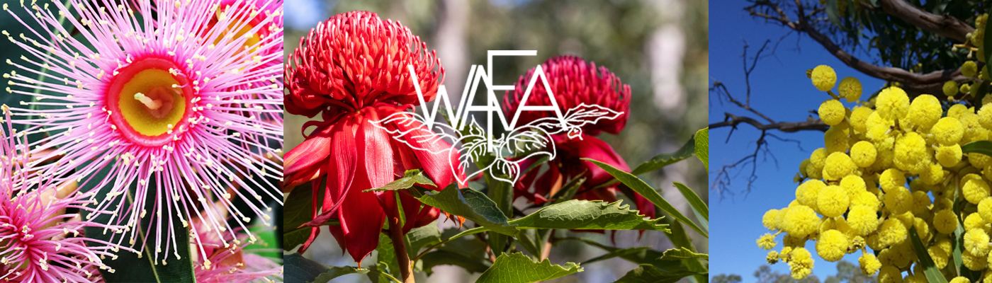 WAFA 2027 Australia Sydney Competitors & Judges holiday package 