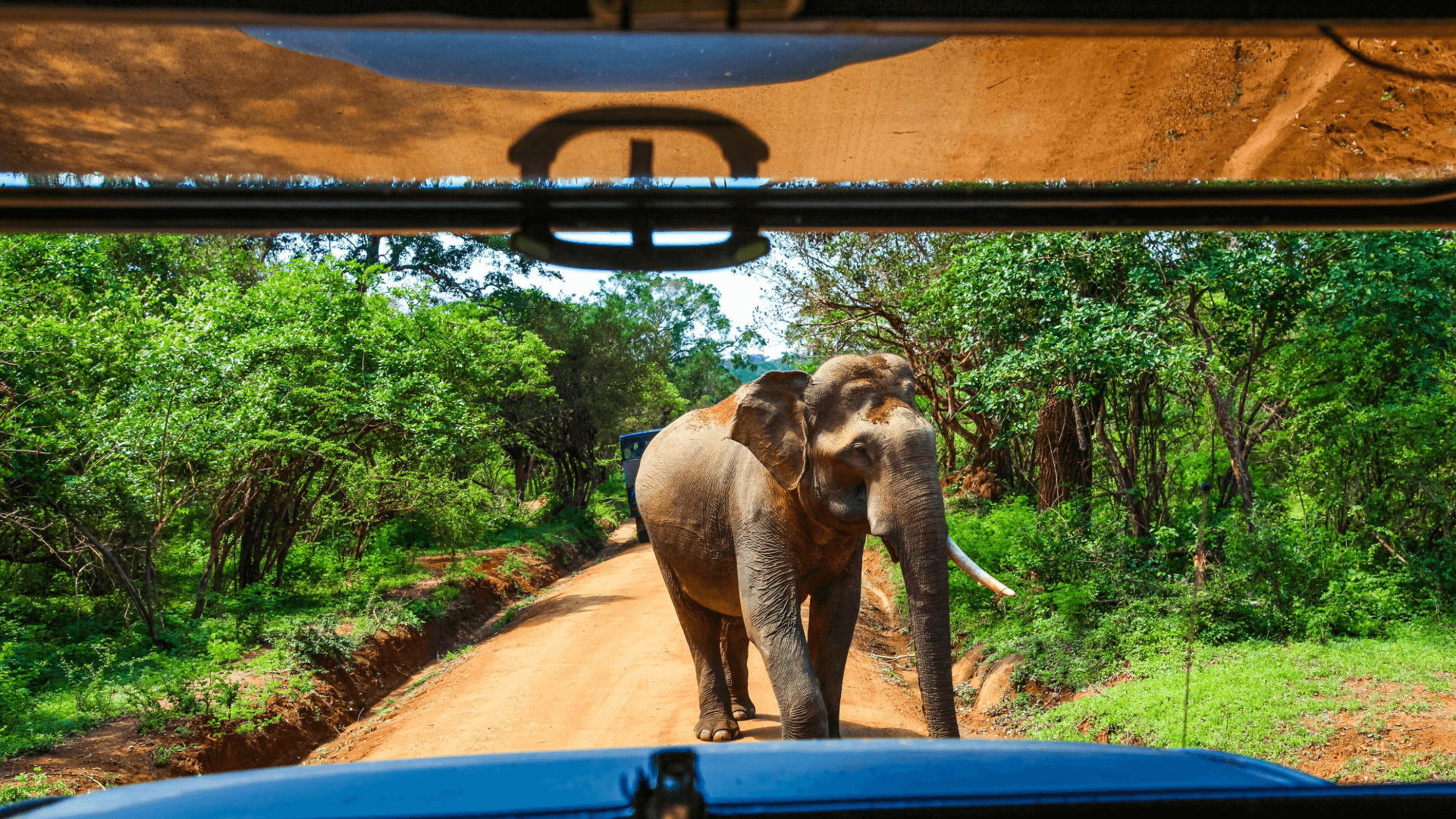 Yala National Park Sri Lanka Elephant watching