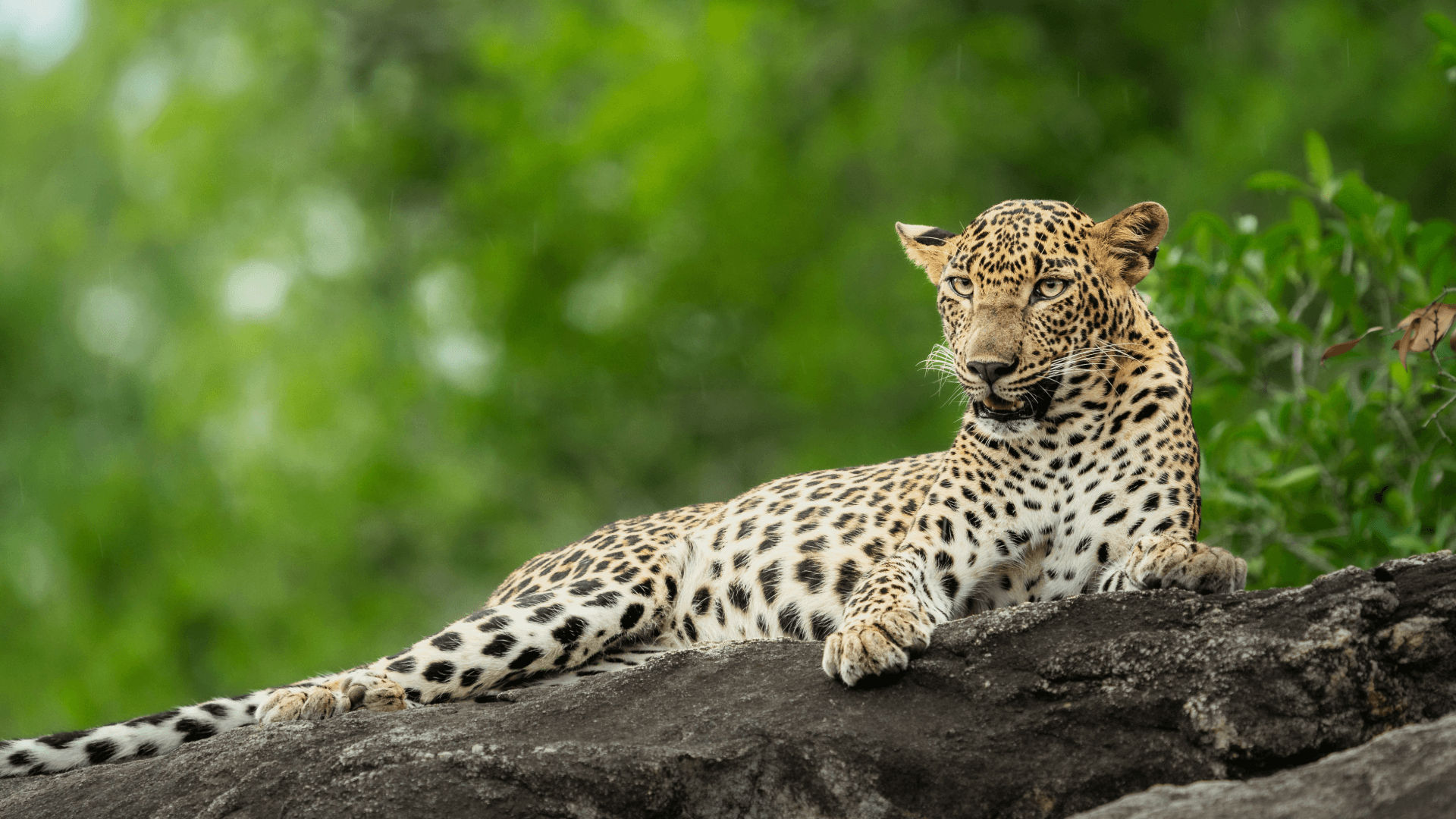 Yala National Park Sri Lanka Leopard Conservation