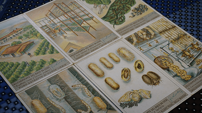 Museo della Seta di Como silkworm illustration