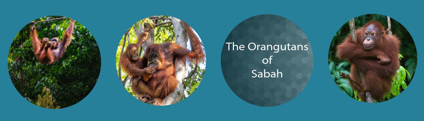 The Orangutan of Sabah