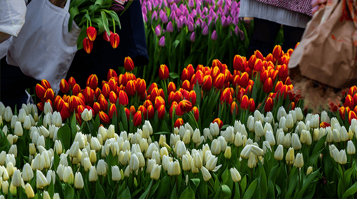  Amsterdam National Tulip Day
