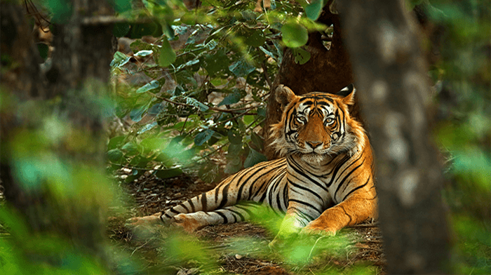 Bespoke India tours and holidays begal tiger