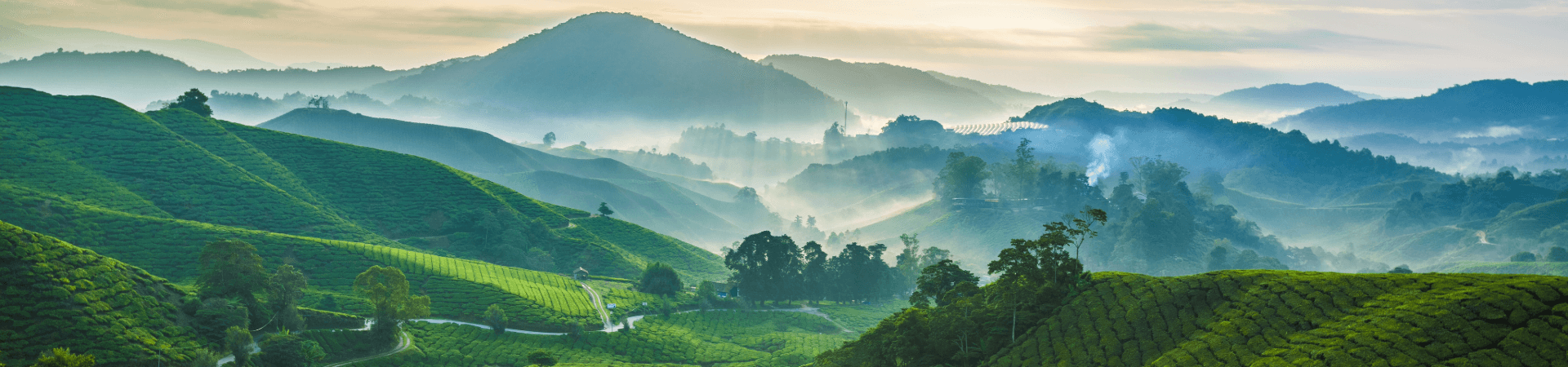 Cameron Highlands