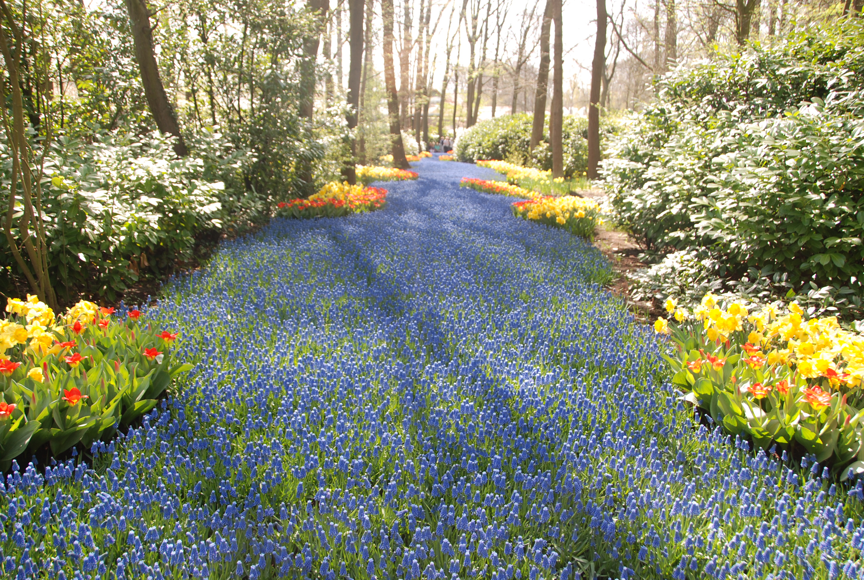 Keukenhof1