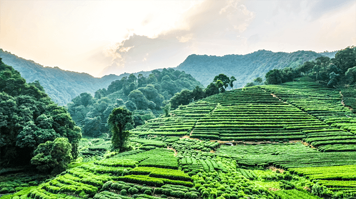 Rolling hillsides Tea Plantations Cameron Highland Malaysia