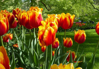 Keukenhof Spring tour 